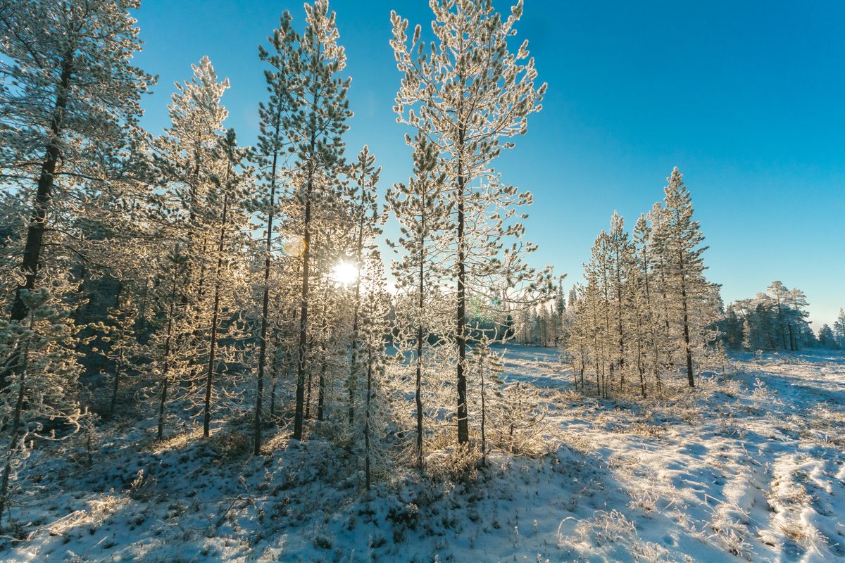 被冰雪覆蓋的樹林